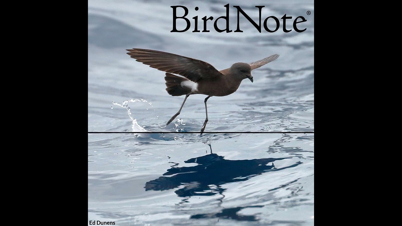 Storm-Petrels: Myth and Reality