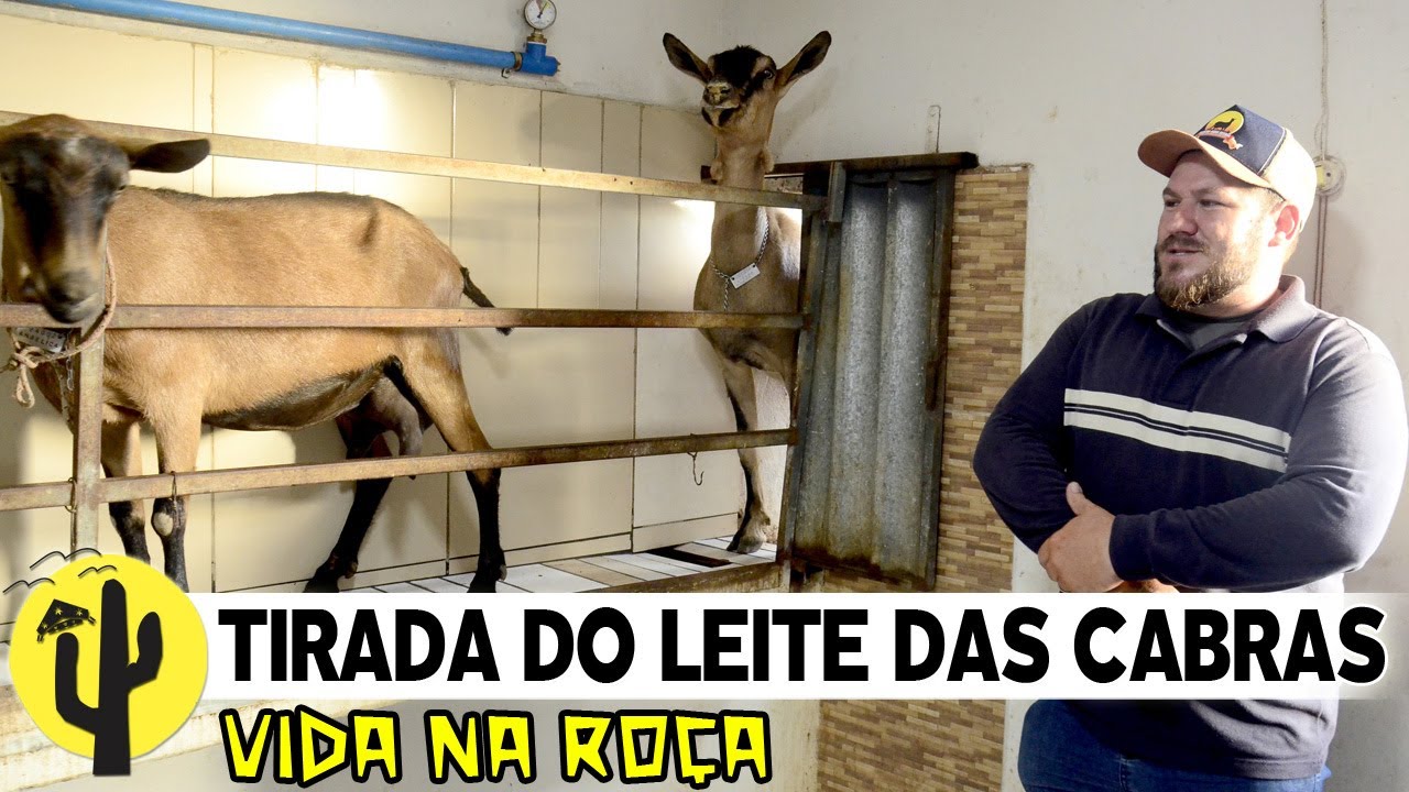 [VIDA NA ROÇA] Conversamos com PABLO e Equipe, enquanto eles tiravam o LEITE das CABRAS - Parte 01 🌵