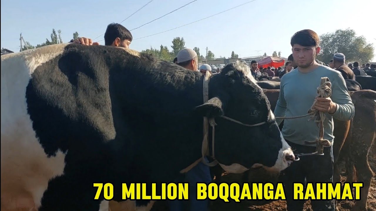 Uychi tumani Yorqõrģon mol bozori semiz boqma va yosh buqalar narhlari bilan tanishing 11.09.2024yil