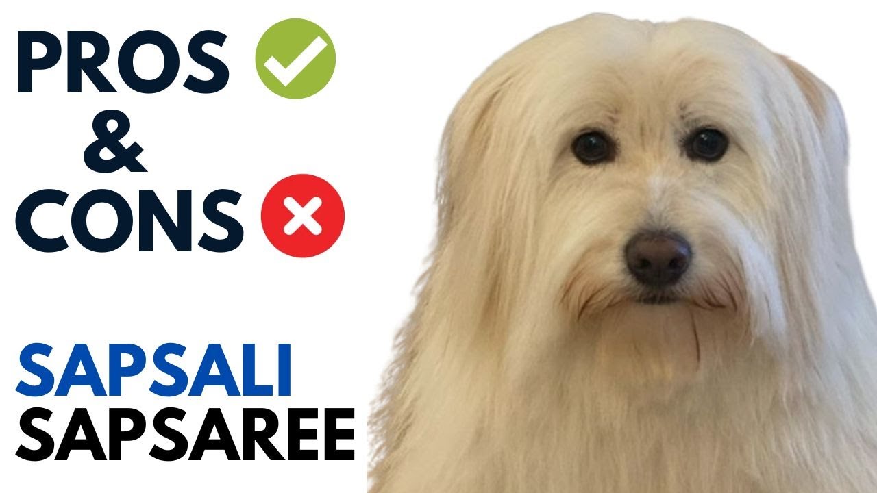 Sapsali 삽살이  Dog Pros and Cons | Sapsaree Sapsali/Sapsari Advantages and Disadvantages