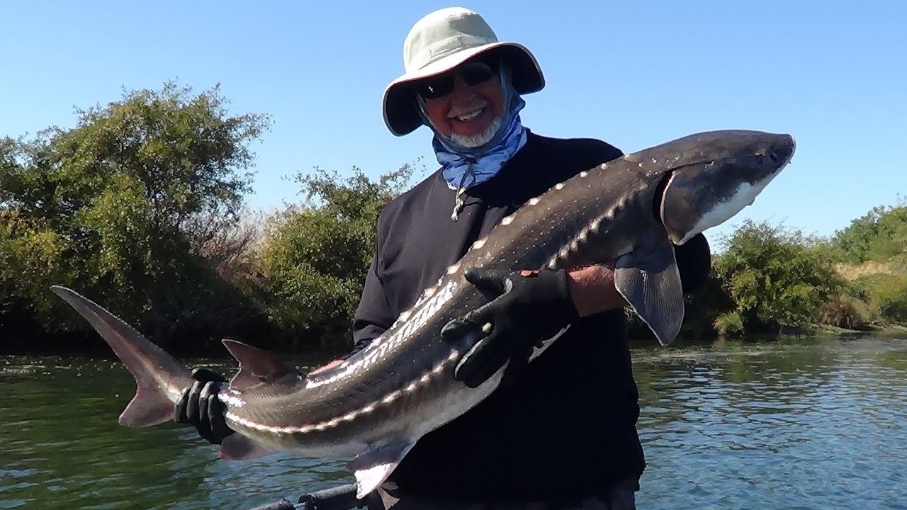 RIO VISTA STURGEON ..SHOWING !