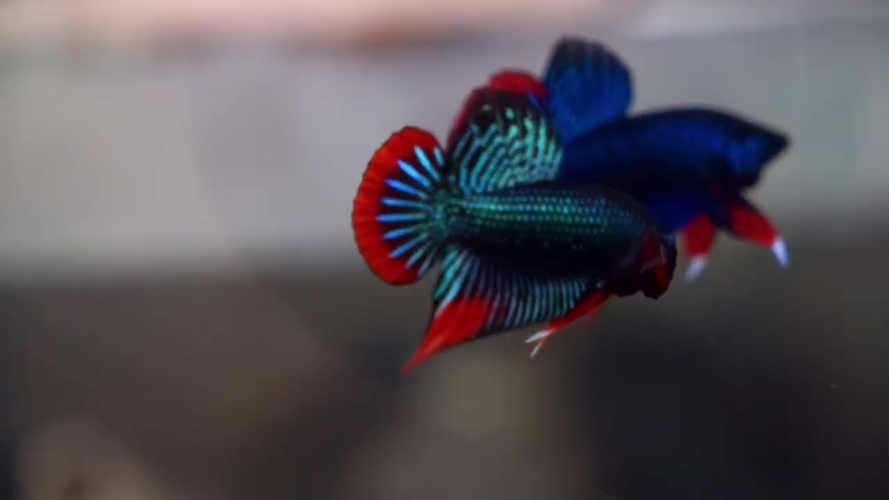 【マツヨシワールド】ベトナム極上グリーンインベリス ショートテール(ワイルドベタ) （1ペア=オス１匹＋メス１匹）重要:死着保証