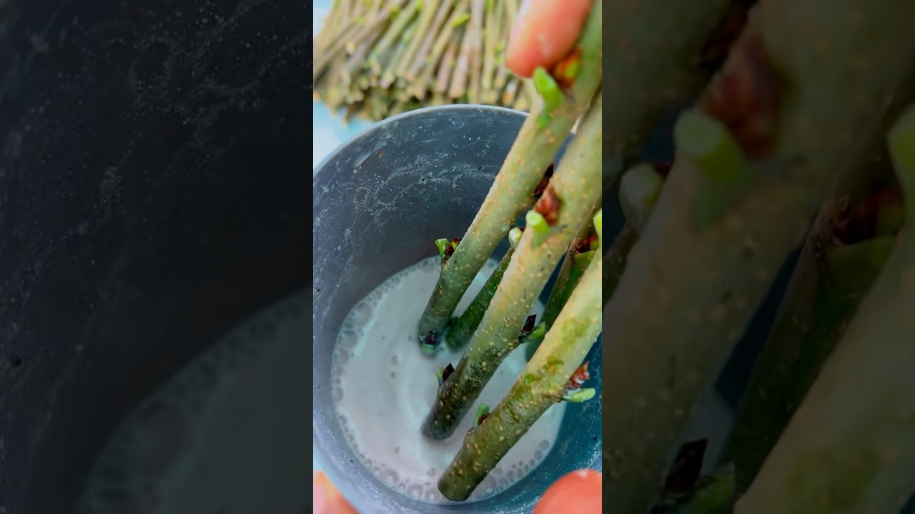 How to Propagate Mulberry from Cuttings (Fast & Easy)