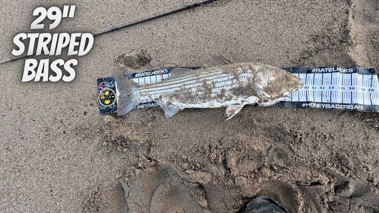 Striper Hunting On Thanksgiving Day! 