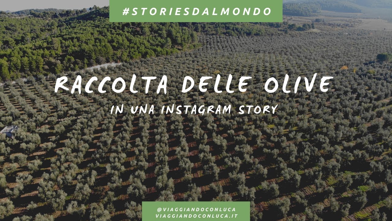 Raccolta delle olive con scuotitore in Puglia