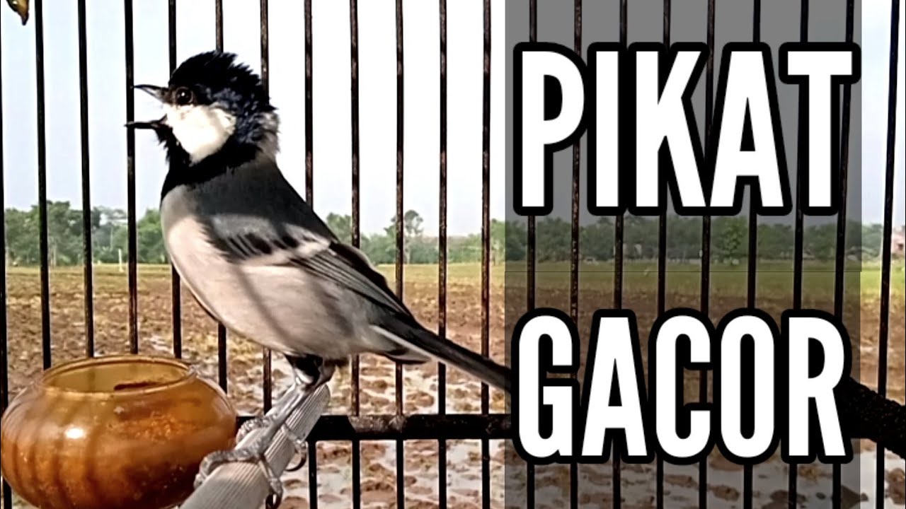 PIKAT GELATIK BATU | Gelatik Batu Wingko Gacor | Glatik Ngerol | Parus Majo