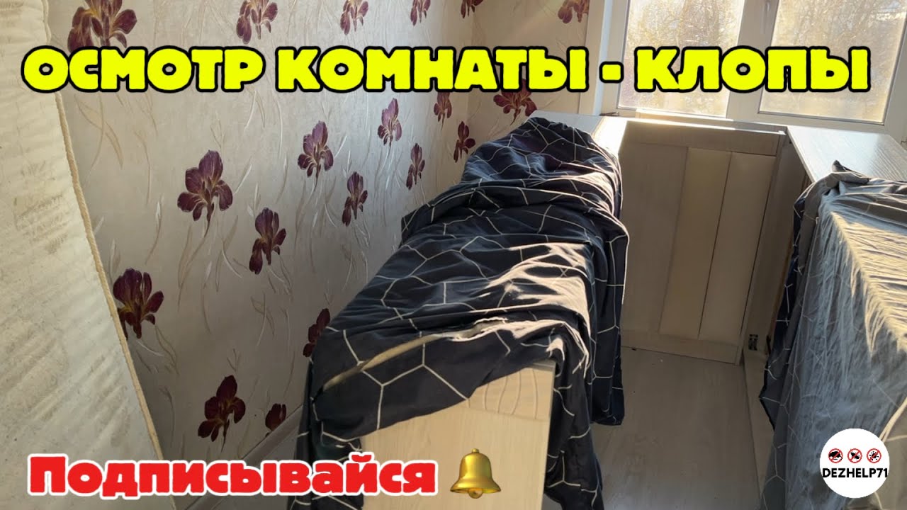 Осмотр комнаты на наличие клопов #клопы #постельныеклопы #bedbugs 