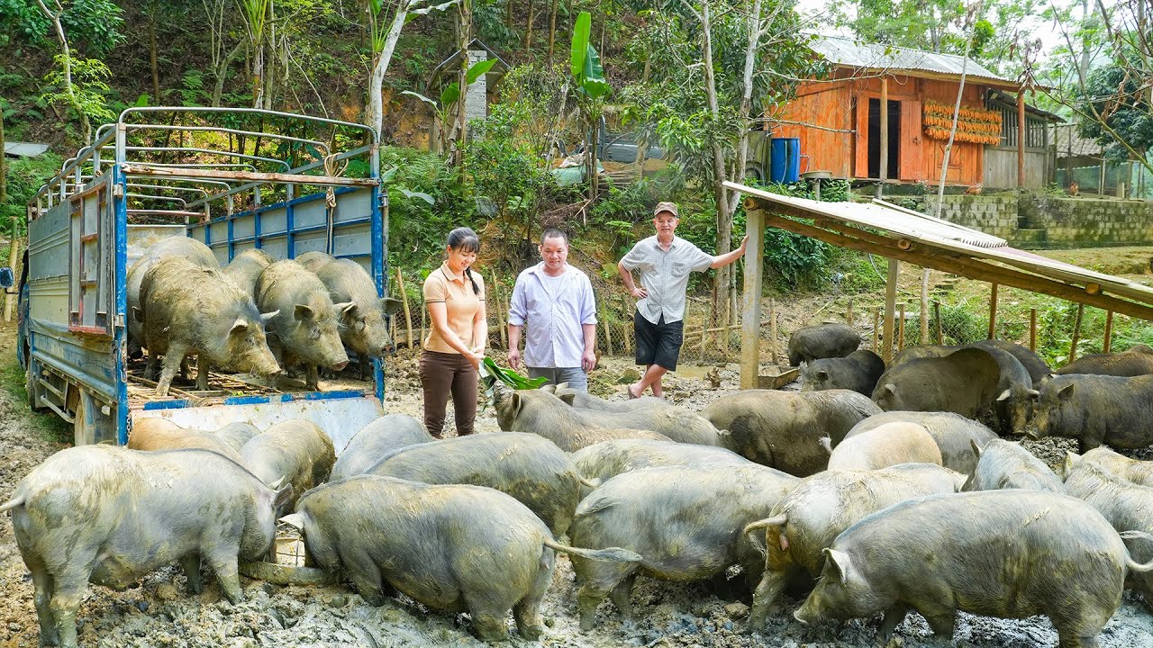 Selling A Herd Of 100KG Pigs Each After 1 Year Of Raising - Buy A New Herd Of Piglets To Raise