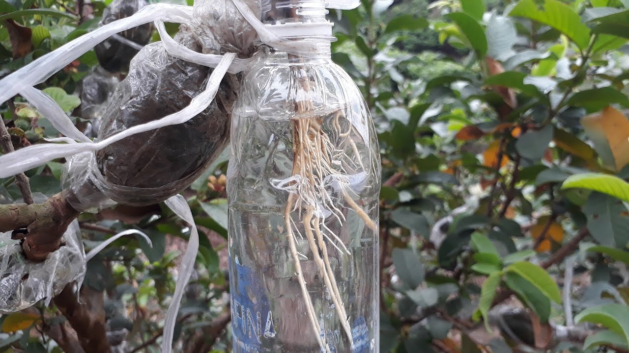 Hướng dẫn CHIẾT CÂY bằng NƯỚC ra rễ cực nhiều - Air Layer With Water On Guava Tree| THU QUẾ FARM