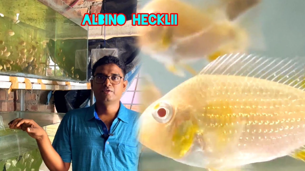 বড়ো ছোটো size আলাদা করলাম আজ | albino hecklii fish growing