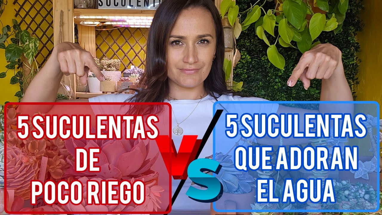 5 Suculentas que les encanta el Agua 