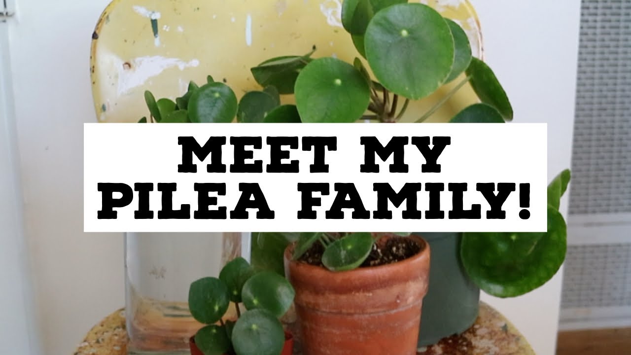 MEET MY PILEA FAMILY | Pilea Peperomioides Collection