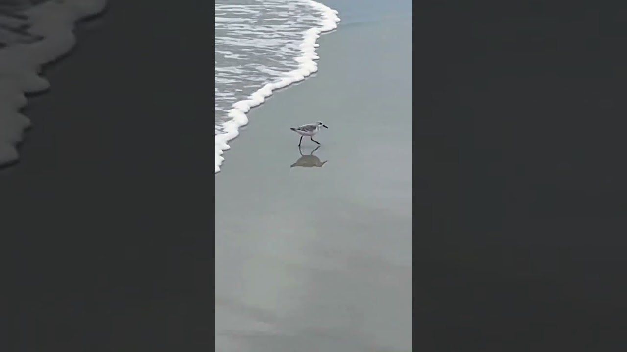Speedy legs! #sandpiper #beach #wrightsvillebeach