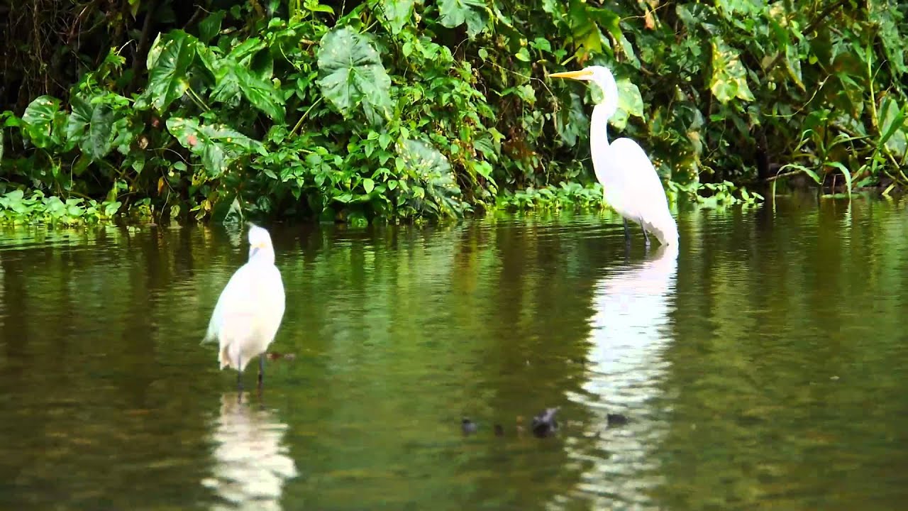 Boottocht in Parque Nacional Tortuguero - Costa Rica