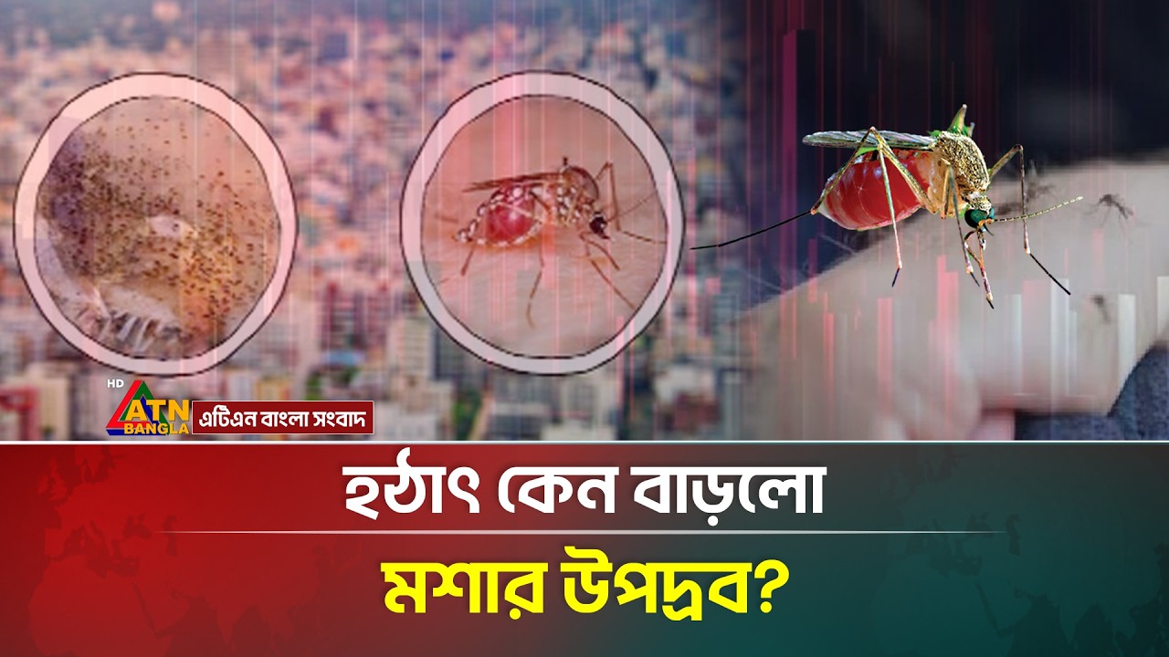 ঢাকা এখন মশার দখলে, অতিষ্ঠ নগরজীবন, বেড়েছে স্বাস্থ্যঝুঁকি | City Life | Mosquito | ATN Bangla News