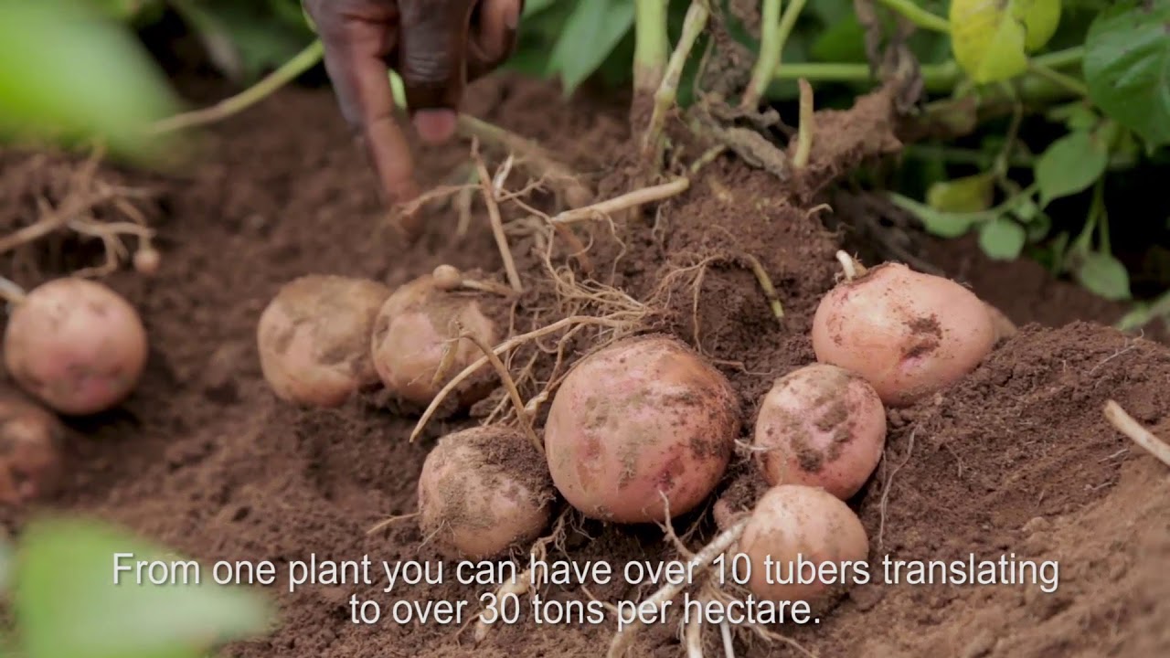 Towards a Late Blight resistant potato for Africa