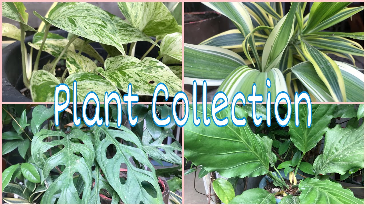 PLANTITA TOUR with BANANA MUKBANG |Nene MCE Vlog