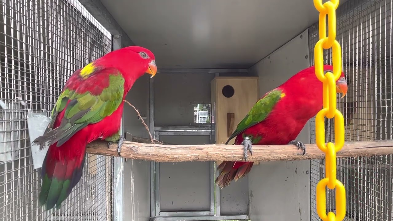 Pair of chattering lories