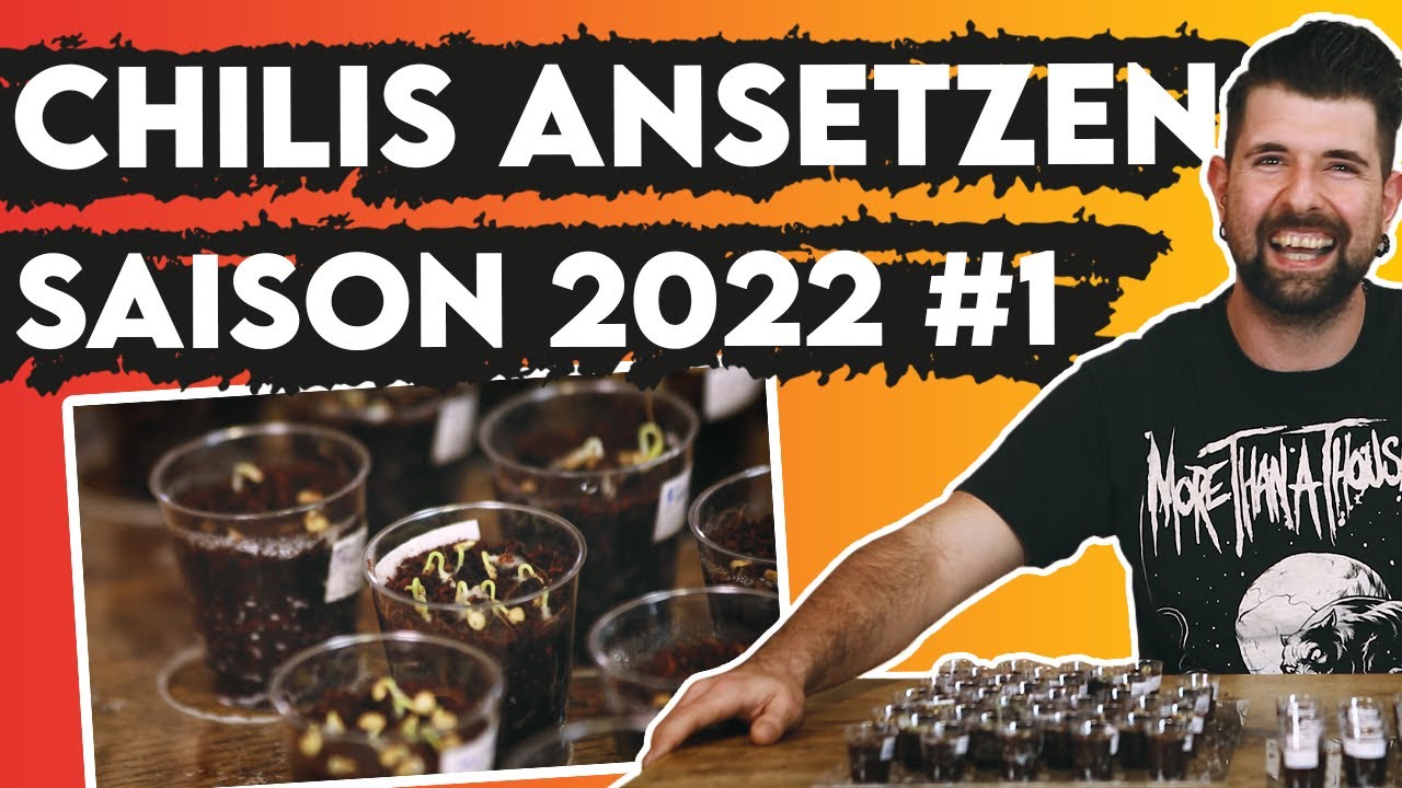Chilis ansetzen für Fortgeschrittene - Chili Saison 2022 🌶️  | Update #1
