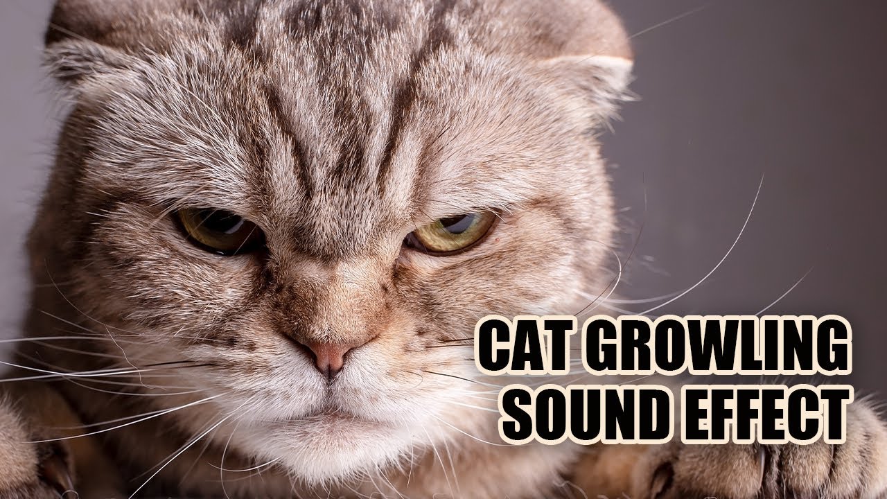 Cat Growling Sound Effect 😺 Cat Sounds