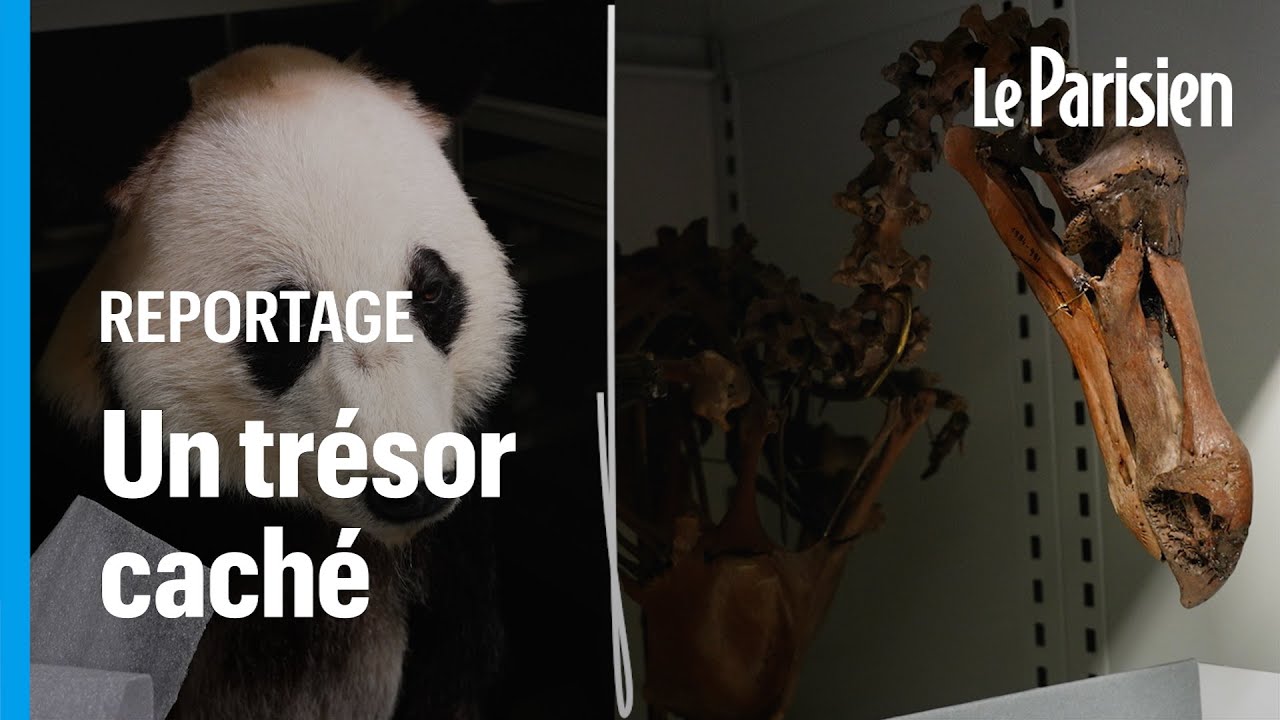 Panda de Pompidou et Dodo... Dans la réserve souterraine du Muséum d’histoire naturelle