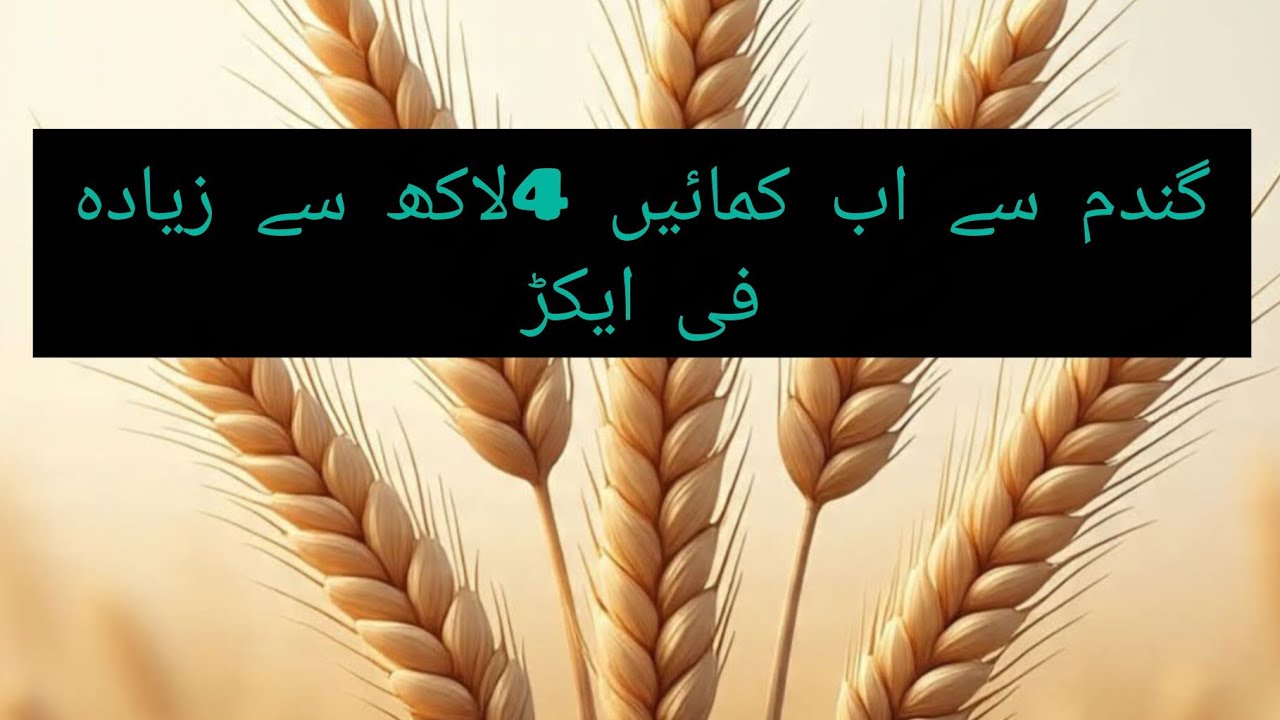 Wheat now can be a High cash crop