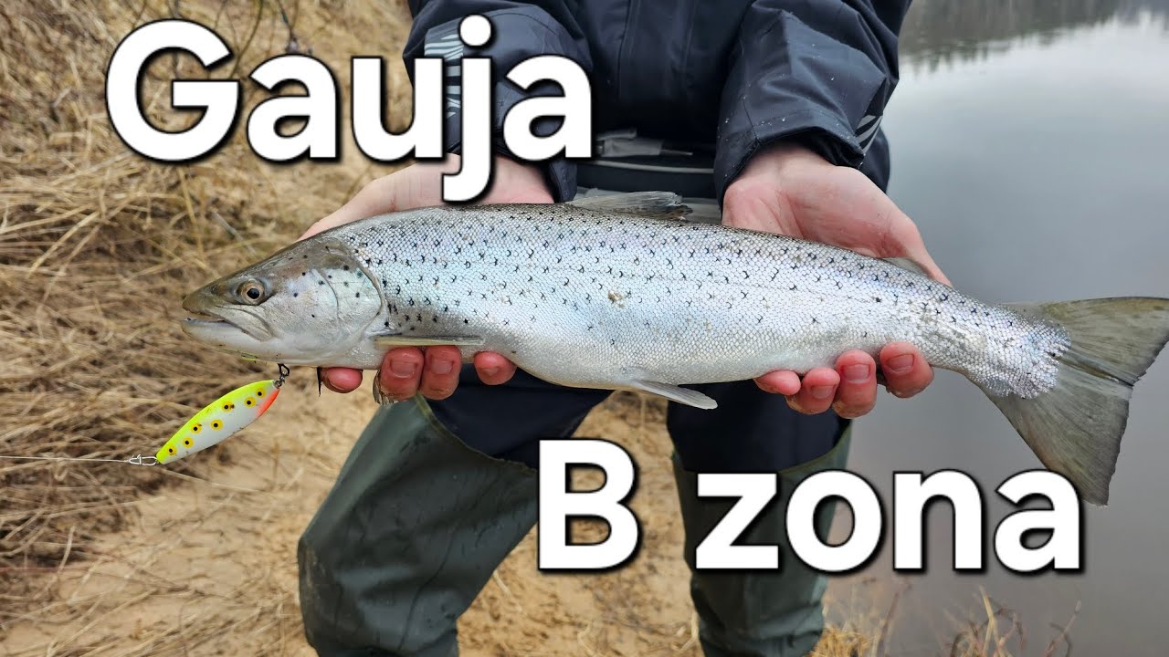 Gauja, Spožo ķeršana, B zona