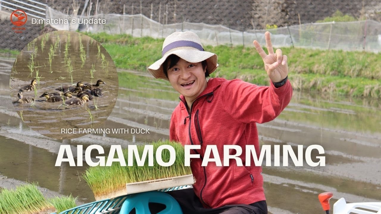 AIGAMO - DUCK FARMING FOR DMATCH`S RICE FIELD