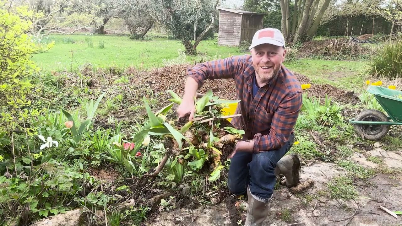 Lifting and Dividing Perennials Joes Country Garden April 2024