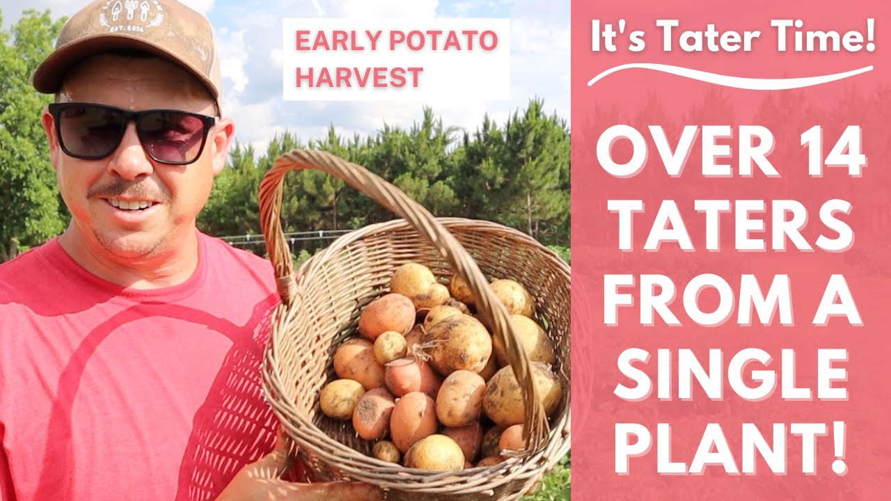 WE GOT OVER 14 POTATOES FROM A SINGLE PLANT!