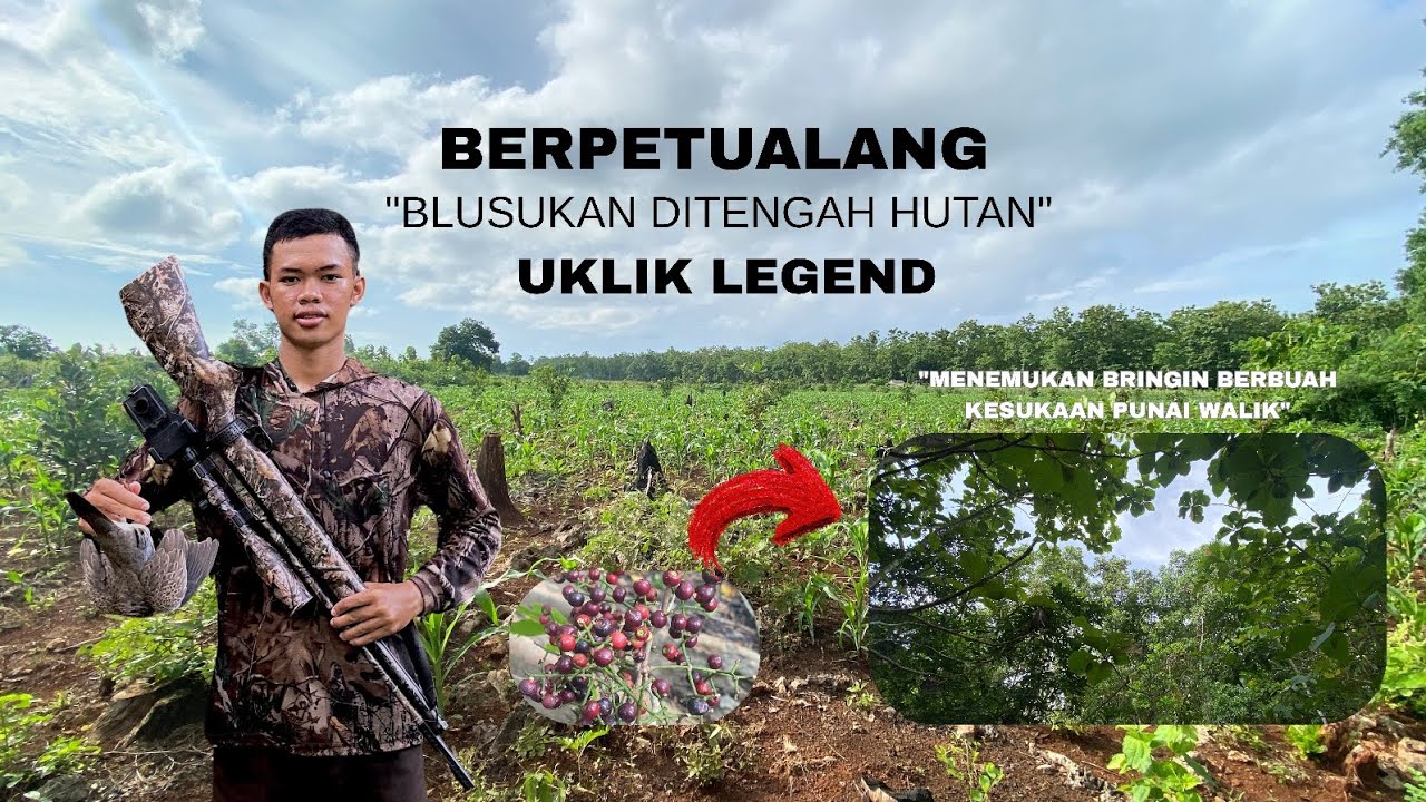 📍 BERPETUALANG!! | Blusukan Mencari Bringin Berbuah Dan Jackpot Tekukur Ditengah Hutan