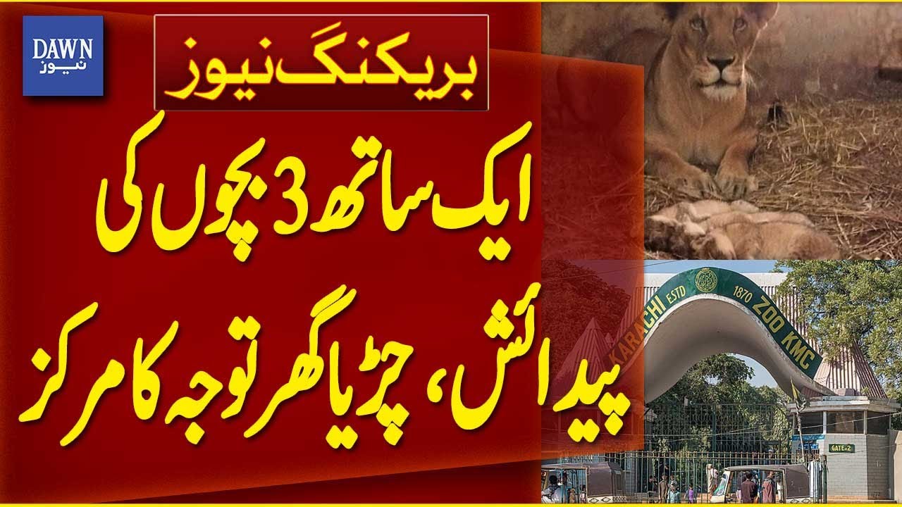 African Lioness Gives Birth to 3 Cubs at Karachi Zoo | Breaking News | Dawn News