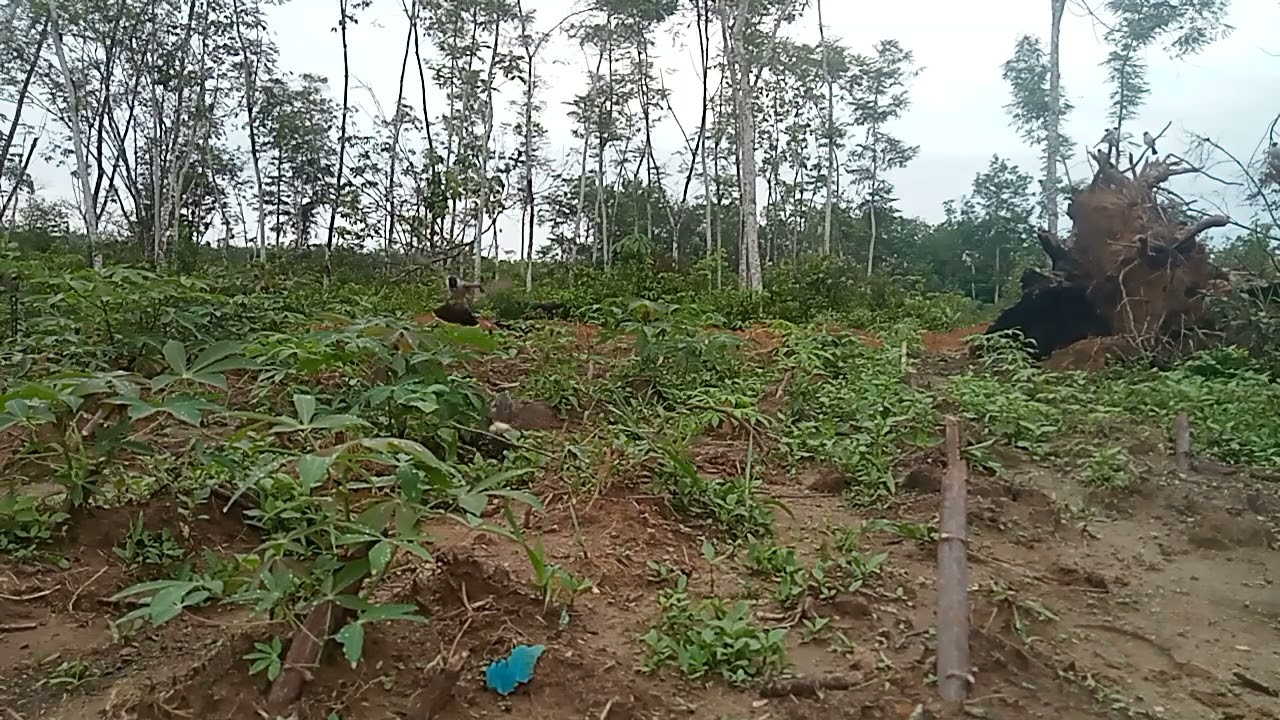 Pikat BLEDEX poin perdana full tarung