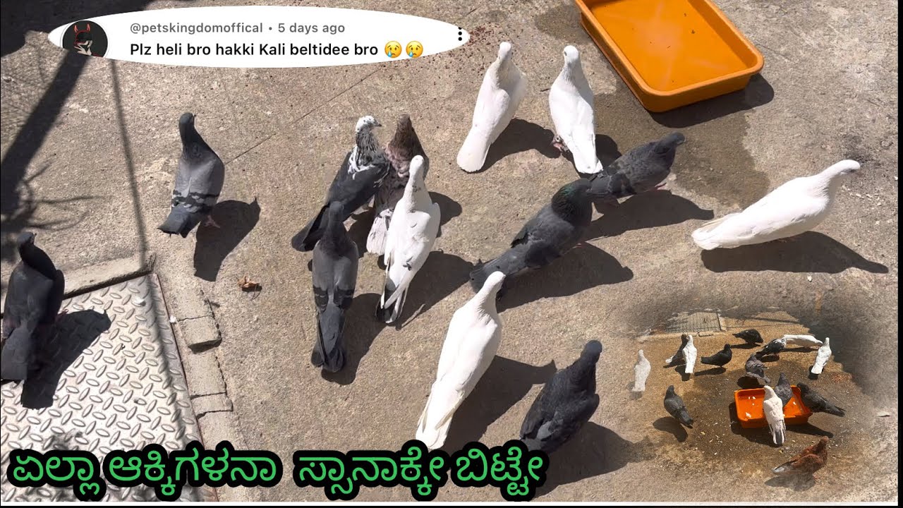 ಏಲ್ಲಾ ಆಕ್ಕಿಗಳನಾ  ಸ್ಸಾನಾಕ್ಕೇ ಬಿಟ್ಟೇ ||All Birds fresh in ￼ water || details #pigeon #kannada 
