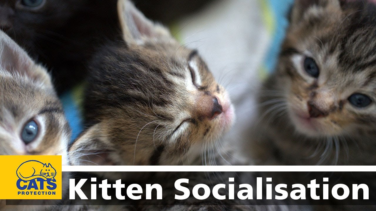 Kittens Live @ Lunch: Week 1 | Kitten socialisation at Cats Protection