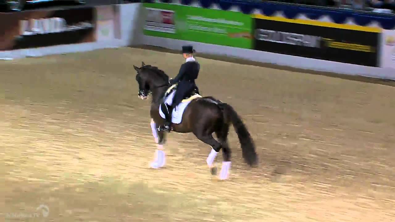 Benicio - Callaho Stud