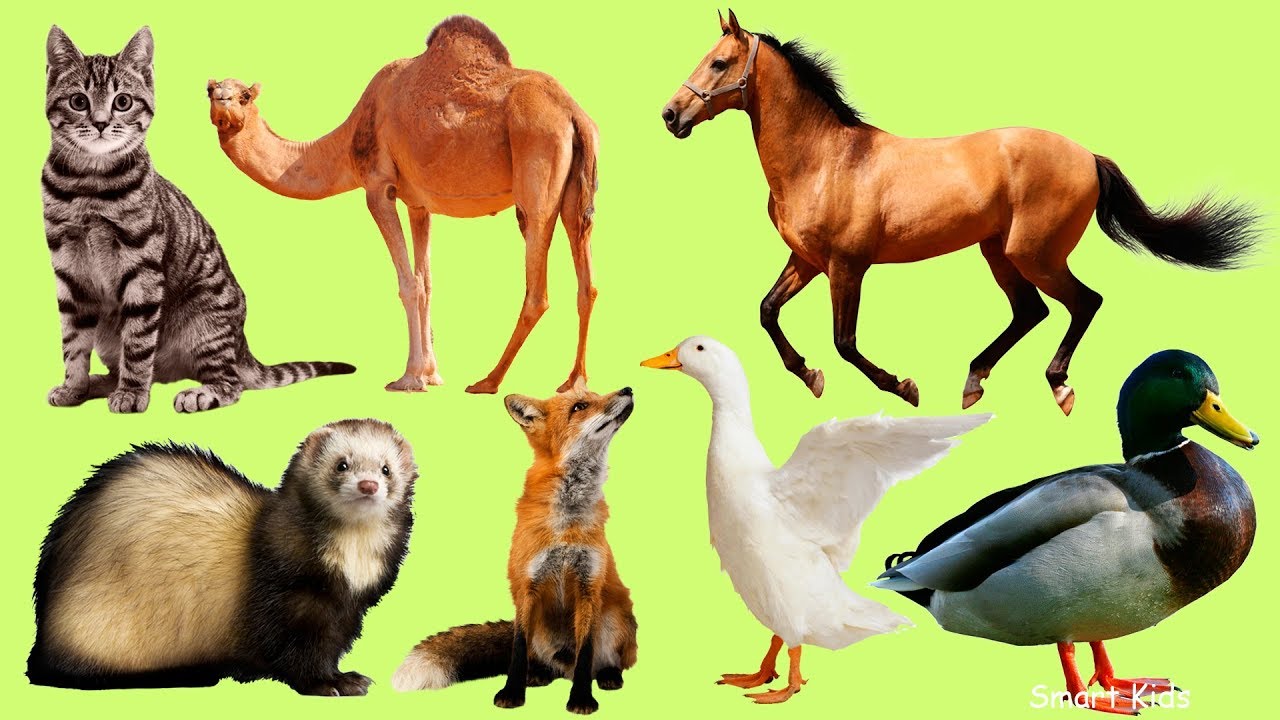 Spanish Vocabulary: Pets & Livestock | Aprende animales domésticos 🐾