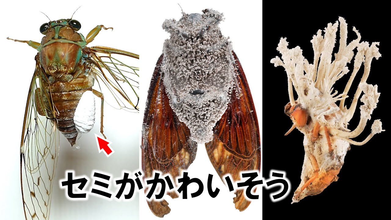 セミの寄生虫や病気が鬼畜すぎる