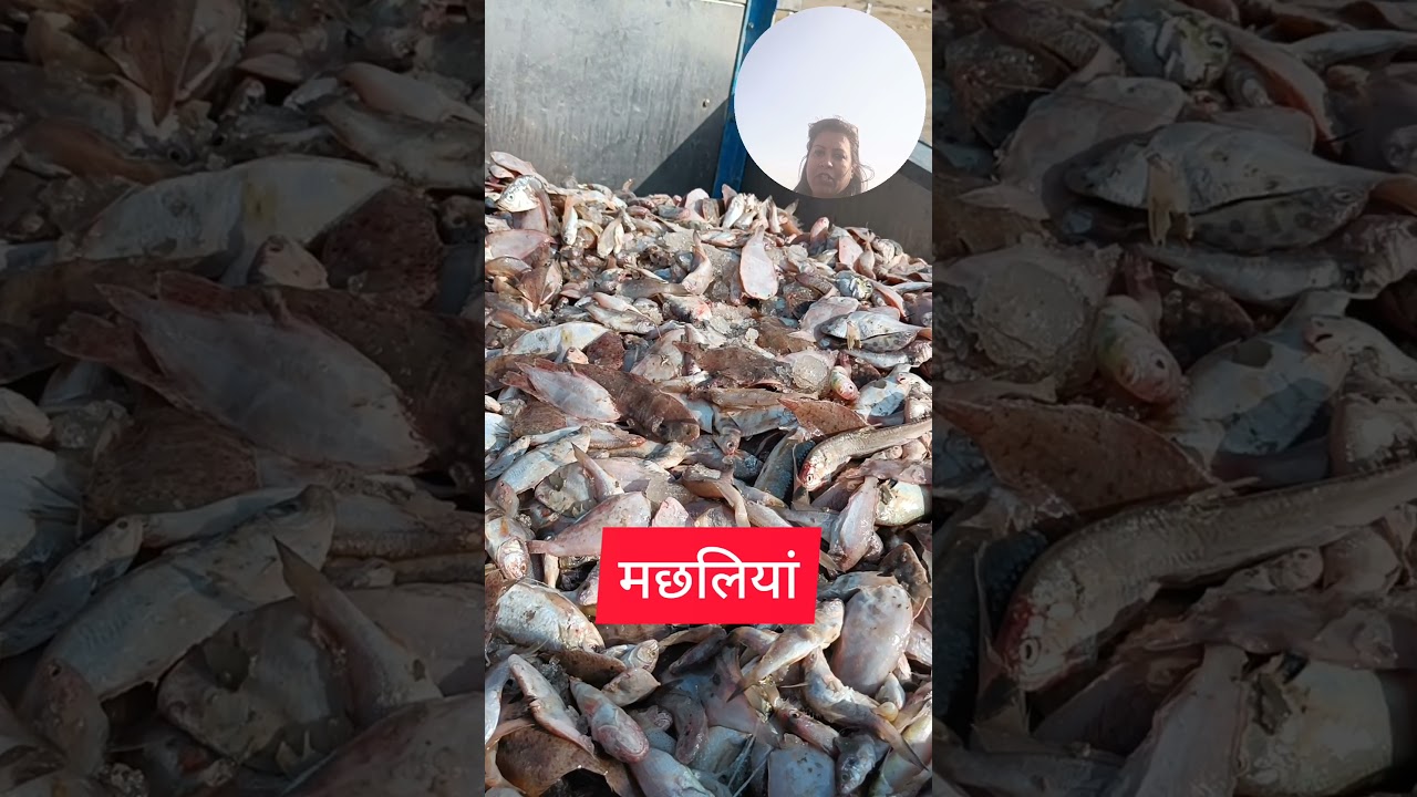 Jakhau the most amazing fishing Port!