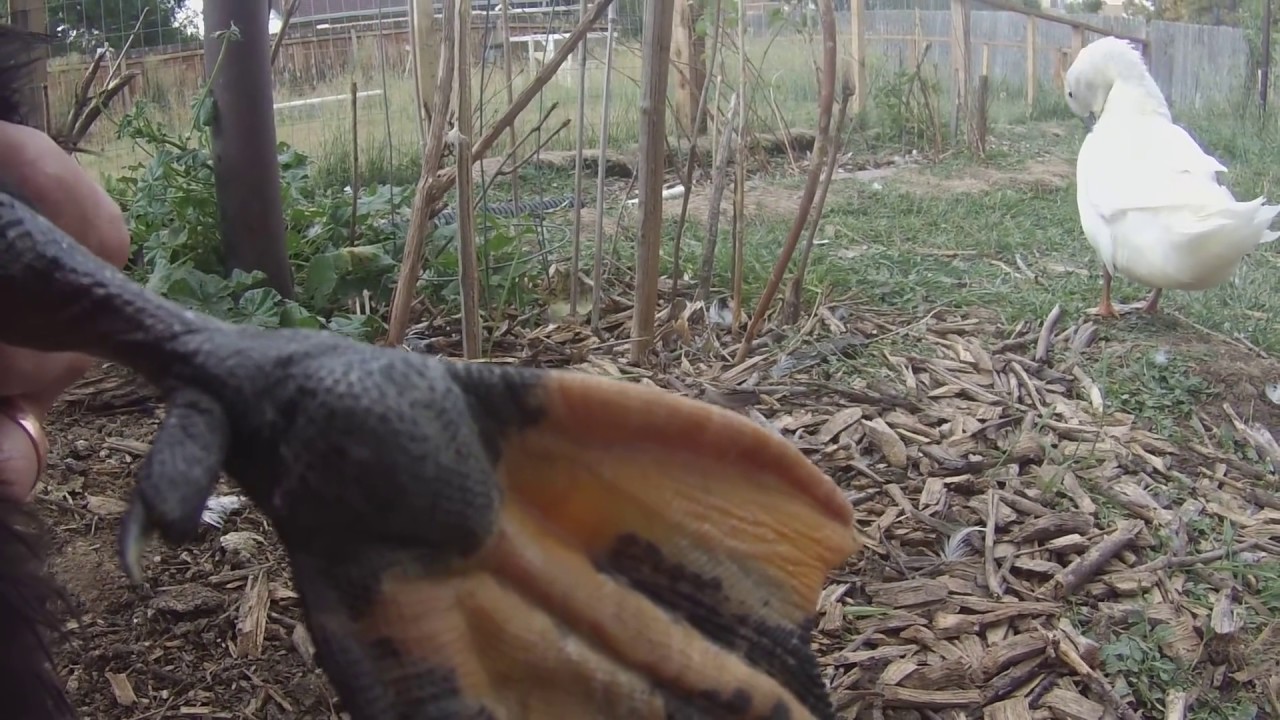 Vet-Approved Bumblefoot Treatment WITHOUT Surgery: Ducks / Chickens