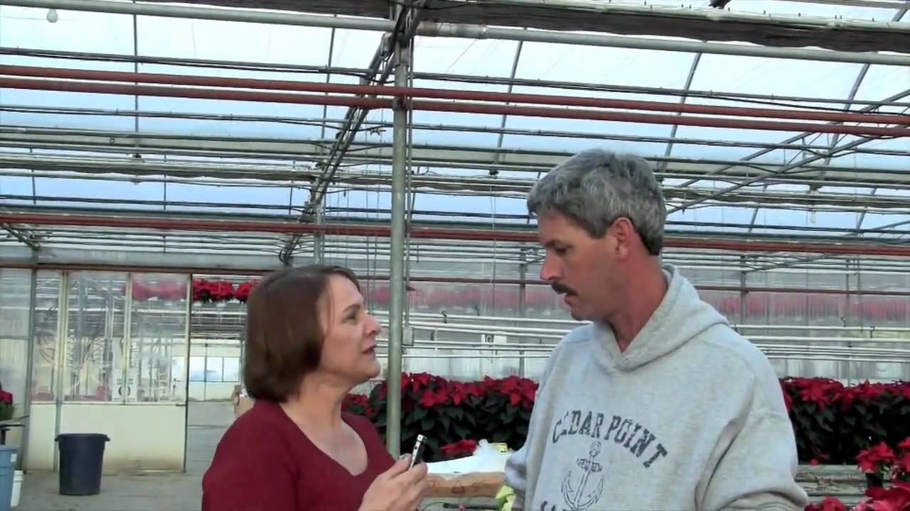 Prune this: Guide to care of Holiday plants Poinsettia at a farm in New York State