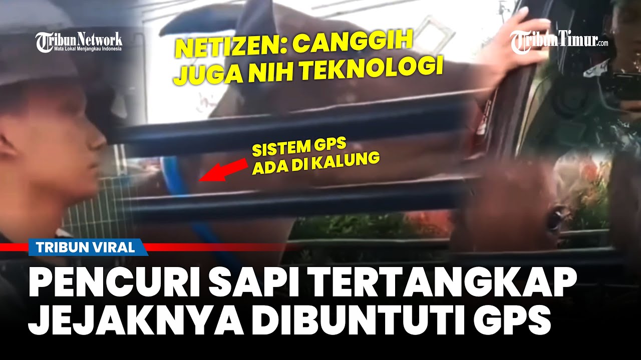 Viral Pencuri Ternak Tak Tahu Dirinya Dibuntuti, Ternyata Pemiliknya Pasang GPS di Kalung Sapi