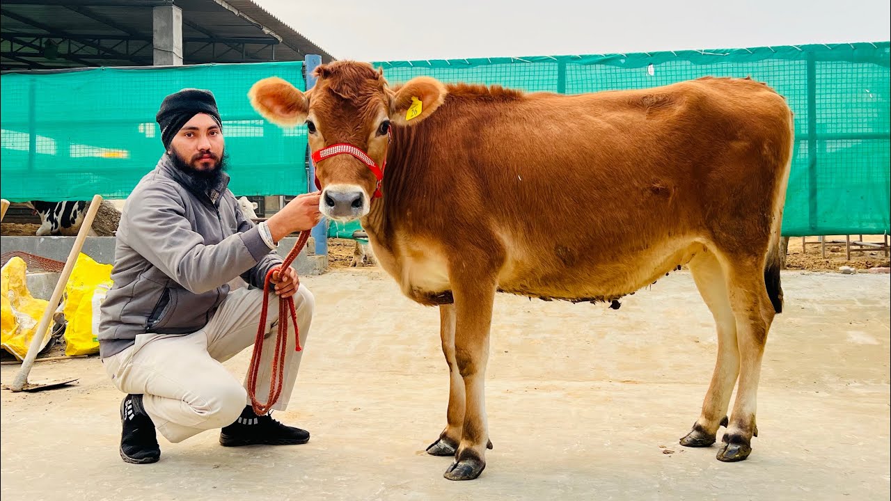 ਫਾਰਮ ਚ 7 ਹੀਫਰ ਵਹਿੜਾ ਵਿਕਾਉ 👌🏻🔥ਟੋਪ ਬਰੀਡ 👌🏻🔥ਘੱਟ ਰੇਟ 😱🔥Bawa dairy farm 