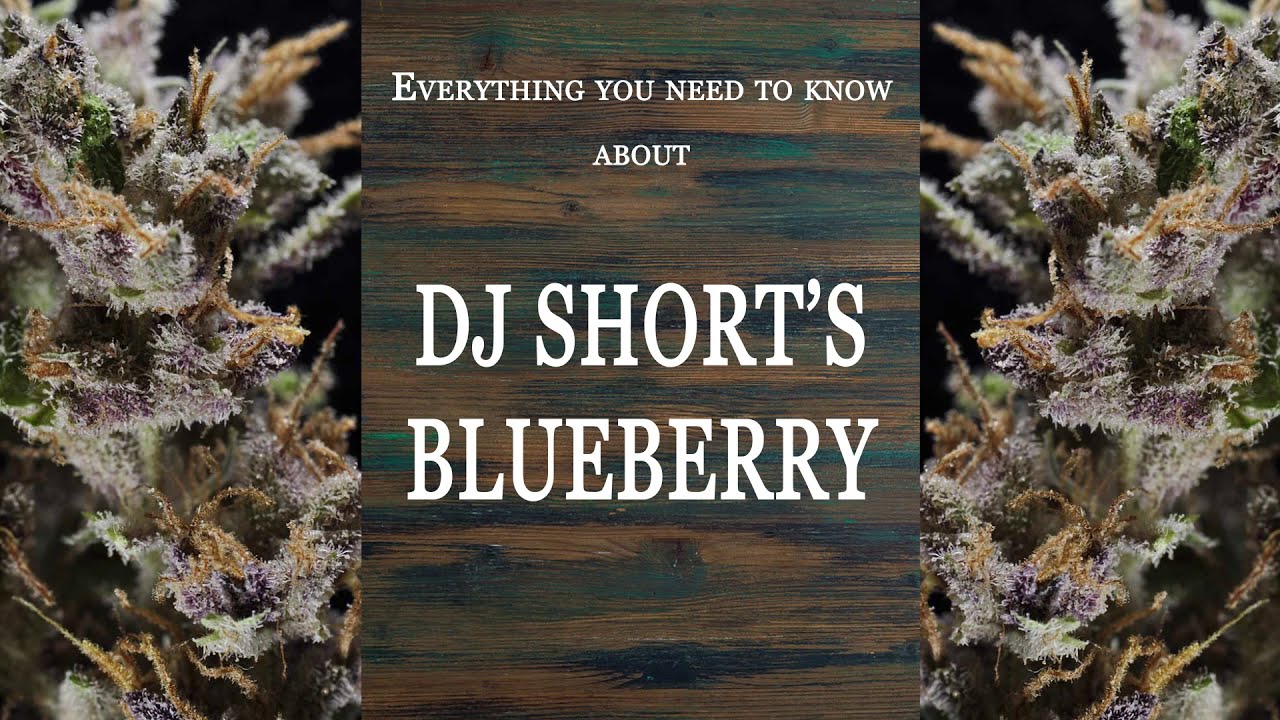 DJ Short's Blueberry | Best Buds Strain Spotlight