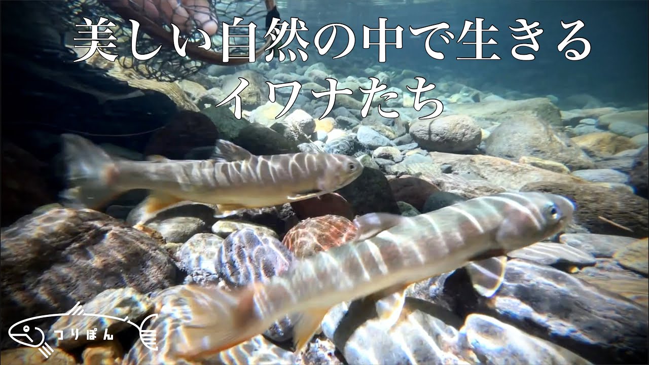 美しい自然の中で生きるイワナたち【渓流釣り】