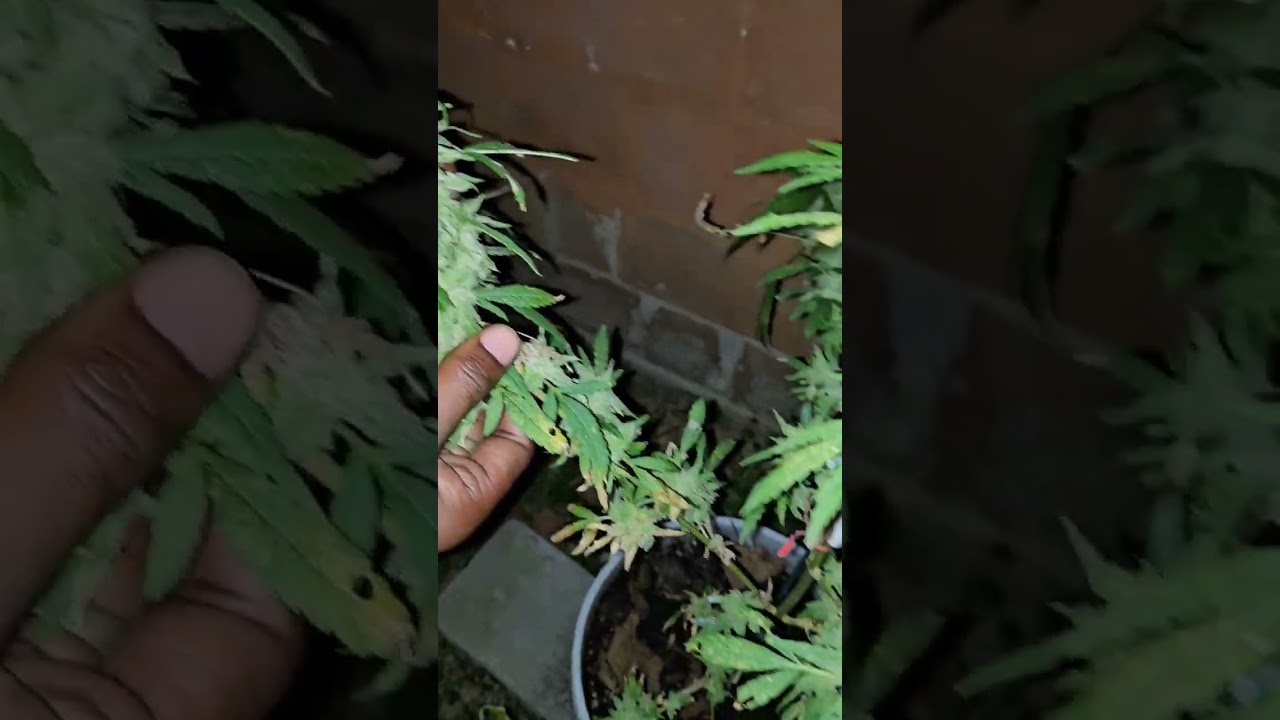 Juicey Buds #marijuanagrowers #weedwisdom #ifoundme