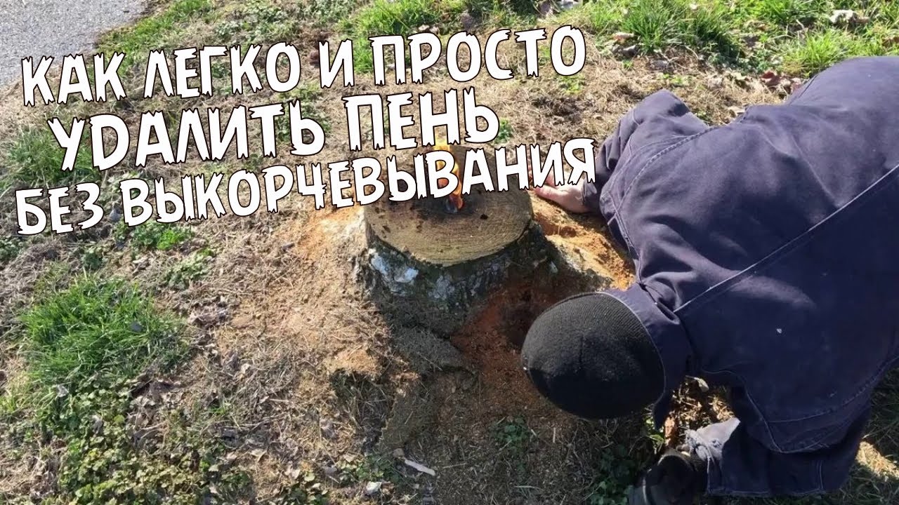 Знакомый из Урала рассказал как легко и просто удалить пень без выкорчевывания