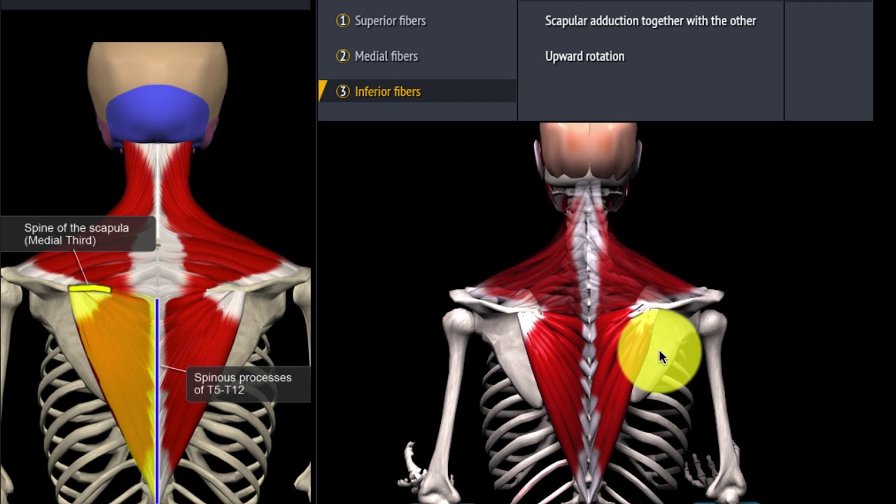 Wat is de functie van de M. trapezius (monnikskapspier)