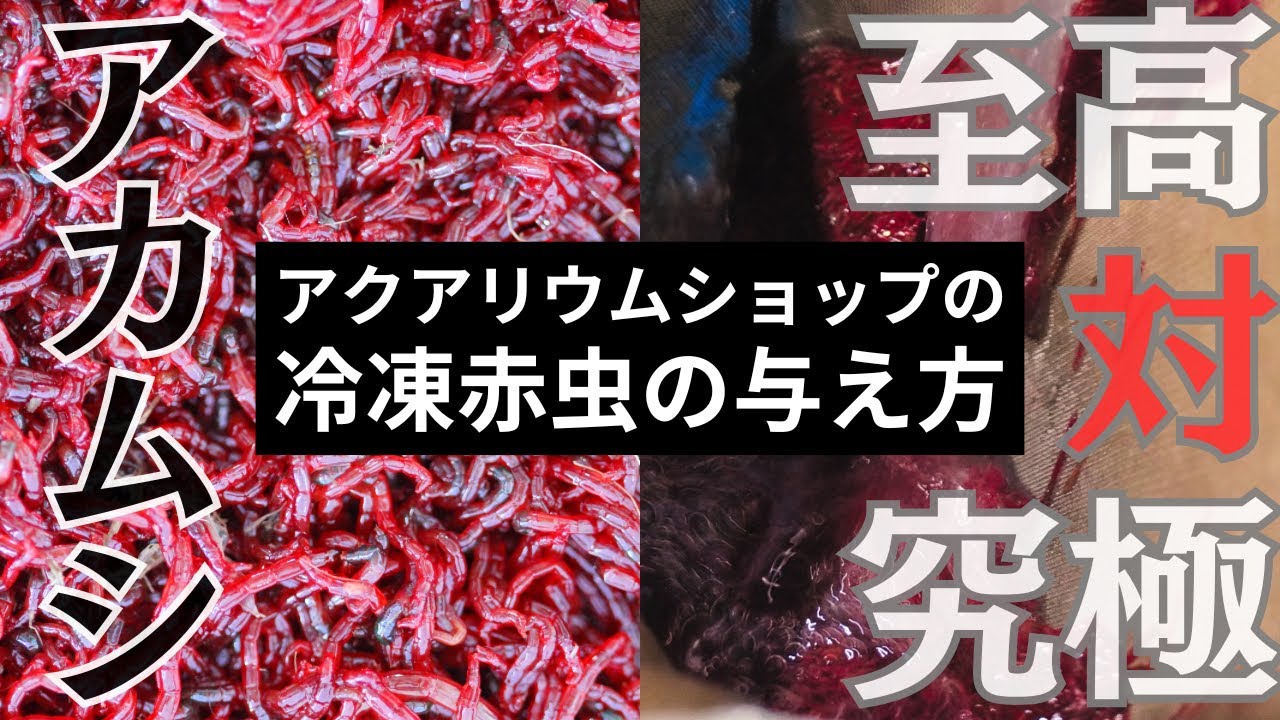 【赤虫のあげ方】アクアリウムショップでの冷凍アカムシの与え方を実際に餌やりをしながら解説します。与える際の注意点や大型魚と小型魚に与える場合についてなど説明いたします。