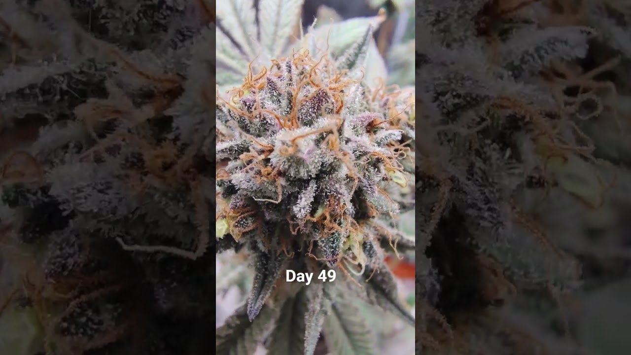 Pineapple pucker from Sol Fire Gardens Day 49 #Pineapplepucker #solfire #grow